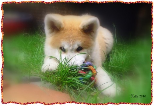 Hatchi
