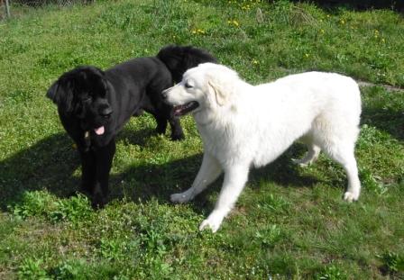 S čuvačom AVARKOM, z chovnej stanice Xenina záhrada, tiež ,,malým,, šteniatkom si MAX rozumel ako s vlastným bratom. Stále však na neho pozeral, tá farba mu fakt nesedela.